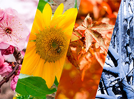 季節のご挨拶におすすめ